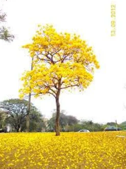 Ipe Wood Titanium Ring