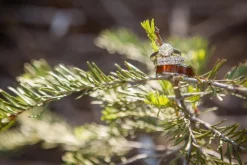 Tiger Koa Wood Hawaii Titanium Ring